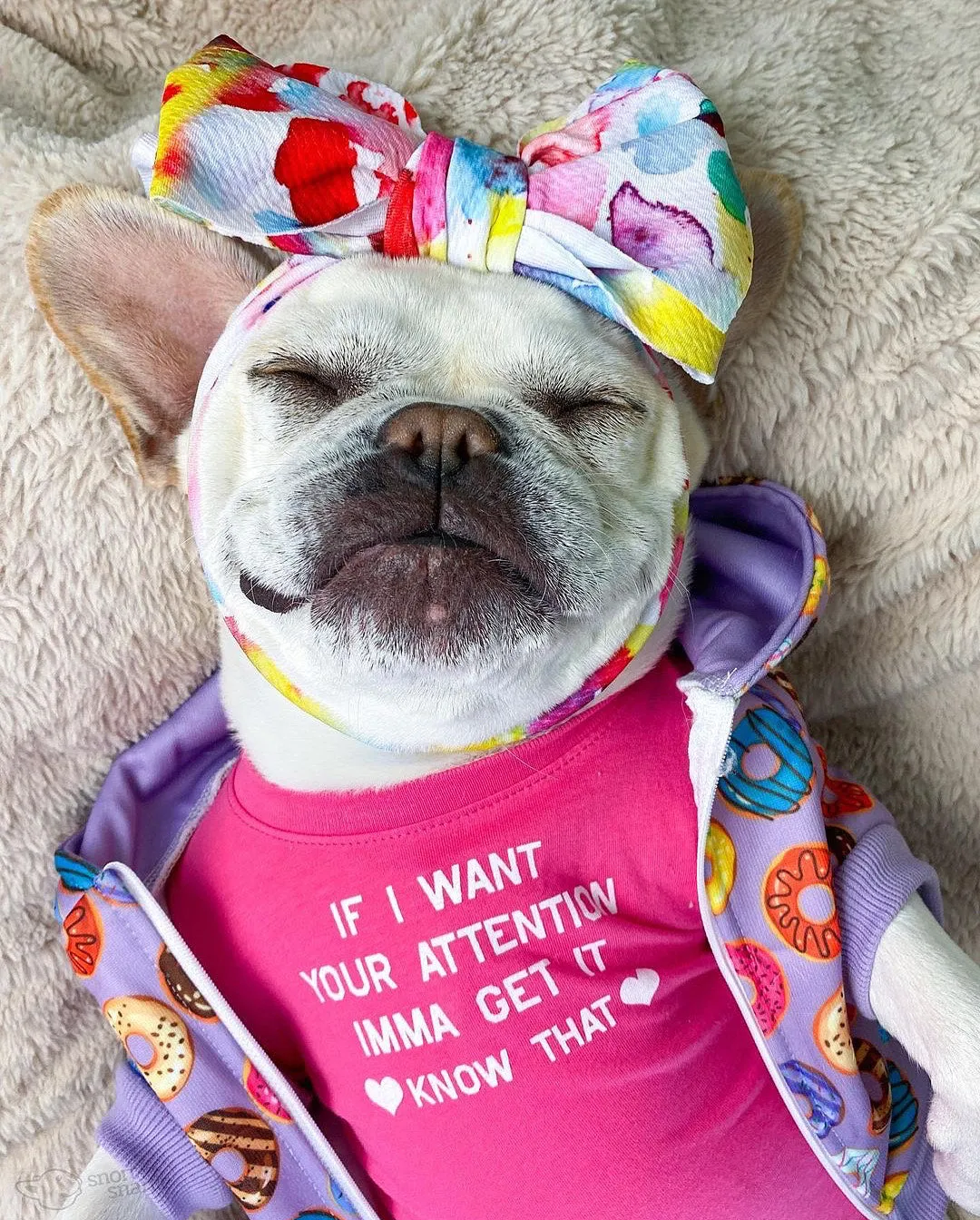 Frenchiestore Pet Head Bow | Color Splash