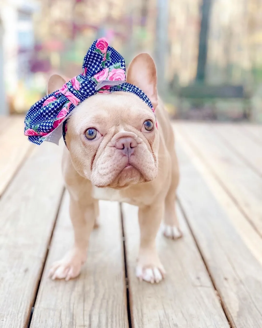 Frenchiestore Pet Head Bow | Floral Houndstooth