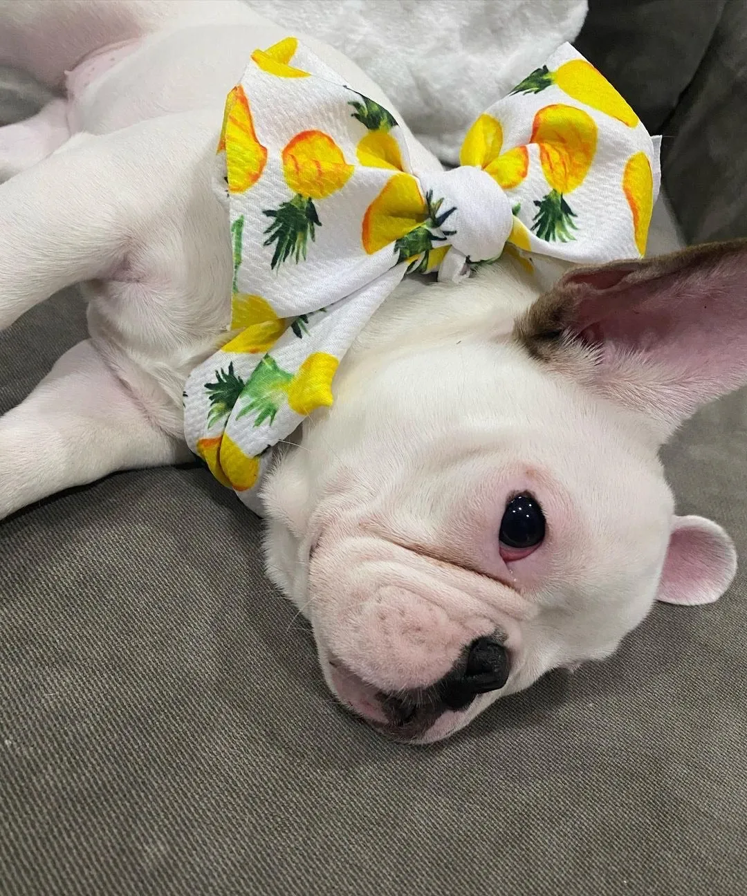 Frenchiestore Pet Head Bow | Pina Colada
