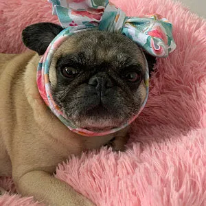 Frenchiestore Pet Head Bow | Sweetheart