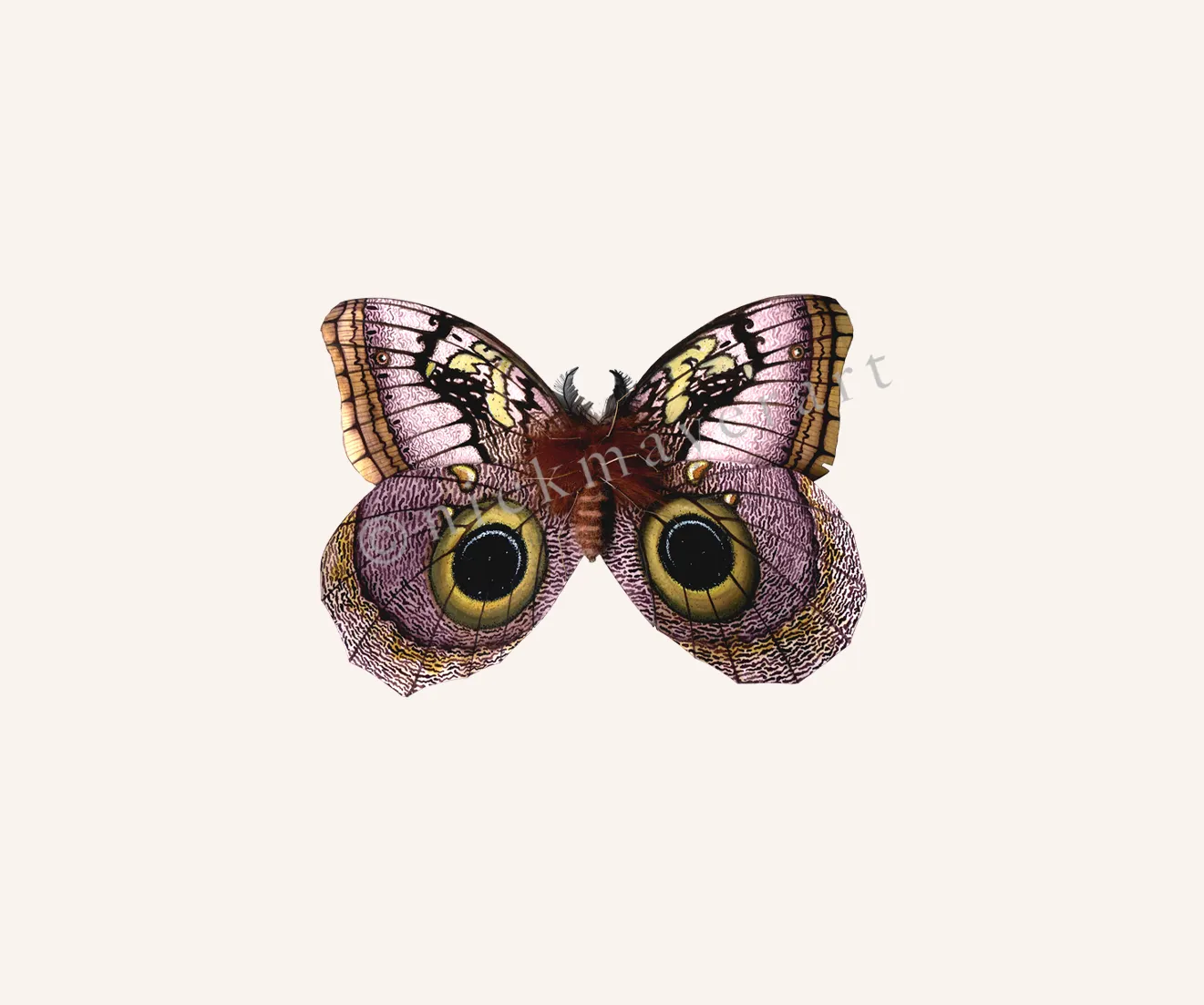 Owl Butterfly I Print