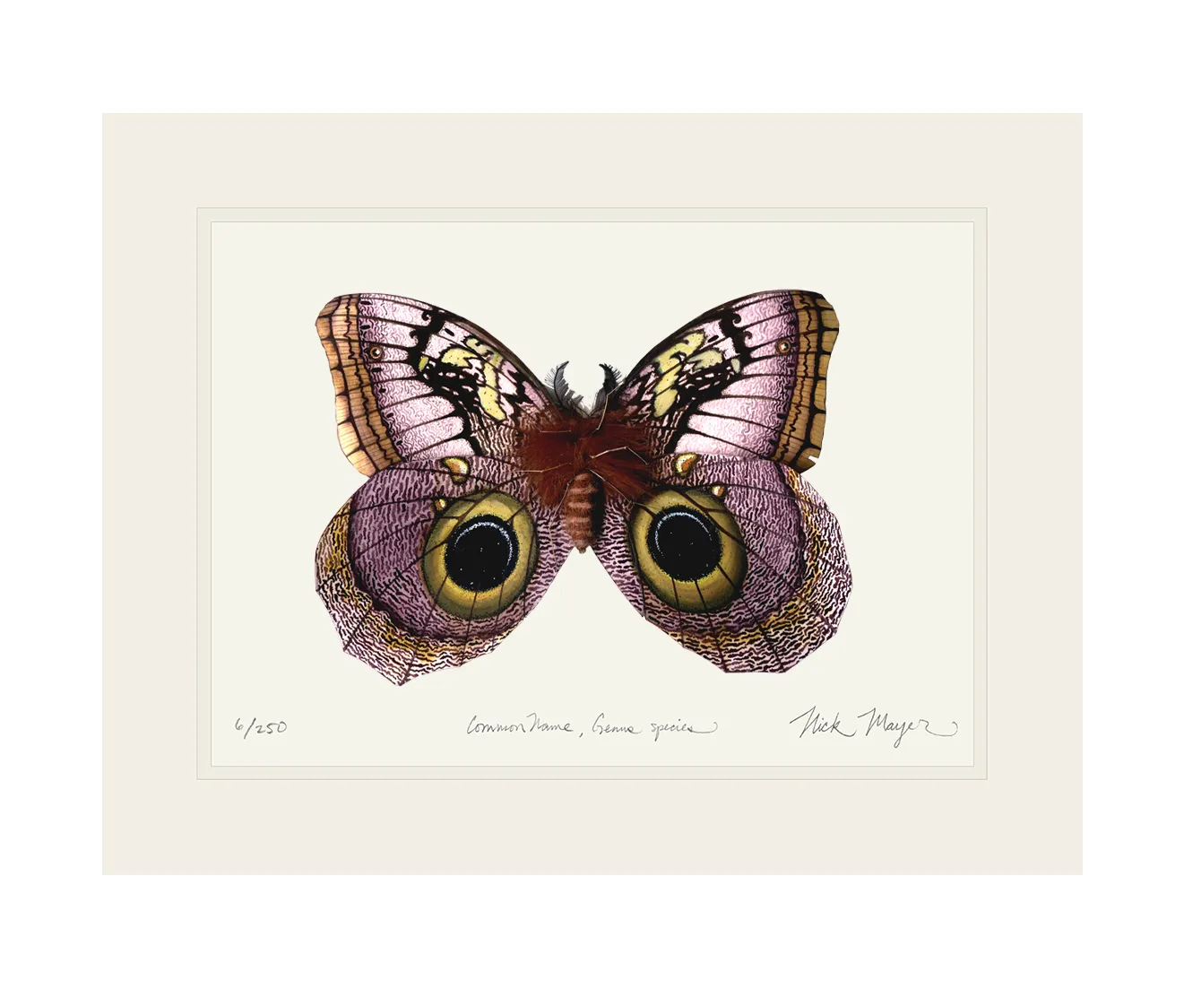 Owl Butterfly I Print